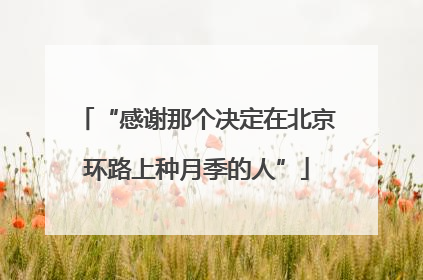 “感谢那个决定在北京环路上种月季的人”