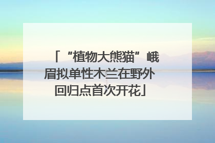 “植物大熊猫”峨眉拟单性木兰在野外回归点首次开花