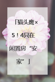猫头鹰×5！4只在闲置房“安家”