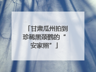 甘肃瓜州拍到珍稀黑颈鹤的“安家照”