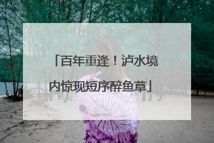 百年重逢！泸水境内惊现短序醉鱼草