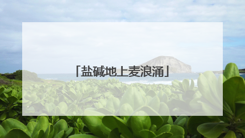 盐碱地上麦浪涌