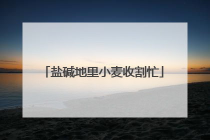 盐碱地里小麦收割忙