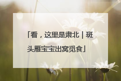 看，这里是肃北｜斑头雁宝宝出窝觅食