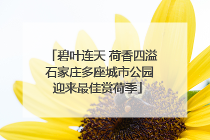 碧叶连天 荷香四溢 石家庄多座城市公园迎来最佳赏荷季