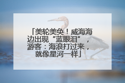 美轮美奂！威海海边出现“蓝眼泪”，游客：海浪打过来，就像星河一样
