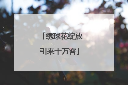 绣球花绽放 引来十万客