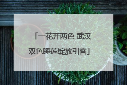 一花开两色 武汉双色睡莲绽放引客