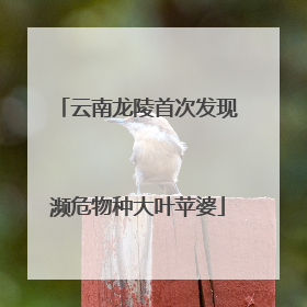 云南龙陵首次发现濒危物种大叶苹婆