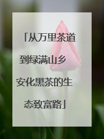 从万里茶道到绿满山乡 安化黑茶的生态致富路