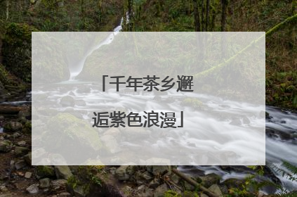 千年茶乡邂逅紫色浪漫