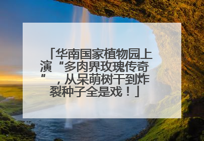 华南国家植物园上演“多肉界玫瑰传奇”，从呆萌树干到炸裂种子全是戏！