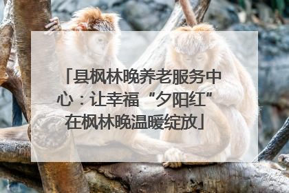 县枫林晚养老服务中心：让幸福“夕阳红”在枫林晚温暖绽放