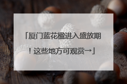 厦门蓝花楹进入盛放期！这些地方可观赏→