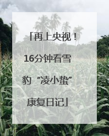 再上央视！16分钟看雪豹“凌小蛰”康复日记