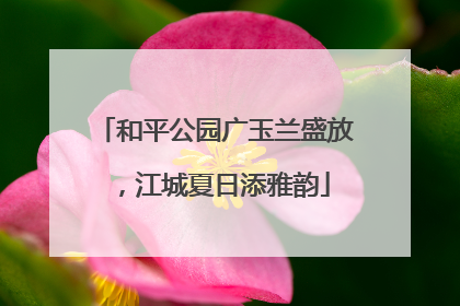和平公园广玉兰盛放，江城夏日添雅韵
