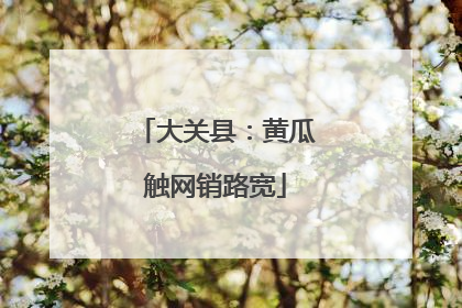 大关县：黄瓜触网销路宽