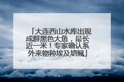 大连西山水库出现成群黑色大鱼，最长近一米！专家确认系外来物种埃及塘鲺