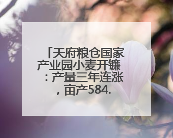 天府粮仓国家产业园小麦开镰：产量三年连涨，亩产584.3公斤！