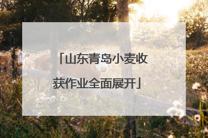 山东青岛小麦收获作业全面展开