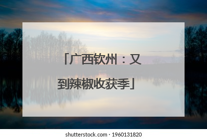 广西钦州：又到辣椒收获季