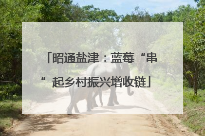 昭通盐津：蓝莓“串”起乡村振兴增收链