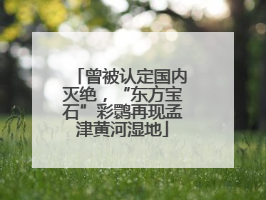 曾被认定国内灭绝，“东方宝石”彩鹮再现孟津黄河湿地