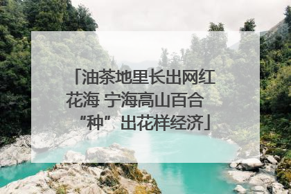 油茶地里长出网红花海 宁海高山百合“种”出花样经济