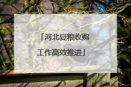 河北夏粮收购工作高效推进