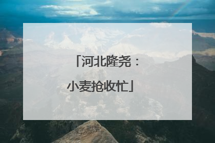 河北隆尧：小麦抢收忙