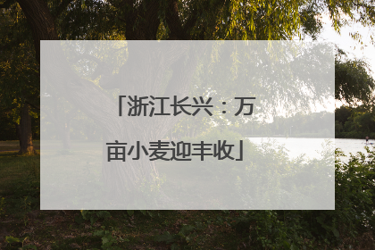 浙江长兴：万亩小麦迎丰收