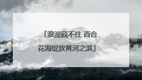浪漫藏不住 百合花海绽放黄河之滨