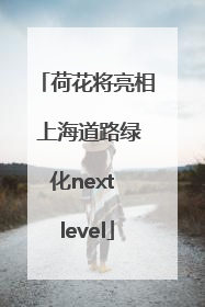 荷花将亮相 上海道路绿化next level