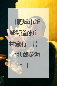肥城市新城街道孙庄村藏有一片“扶郎花海”