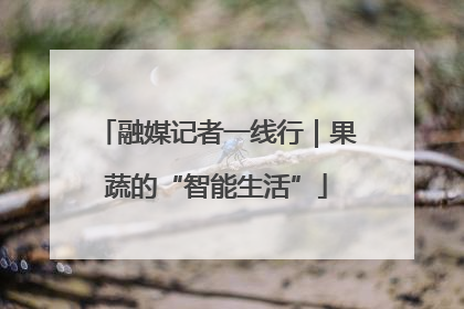 融媒记者一线行｜果蔬的“智能生活”