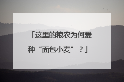 这里的粮农为何爱种“面包小麦”？