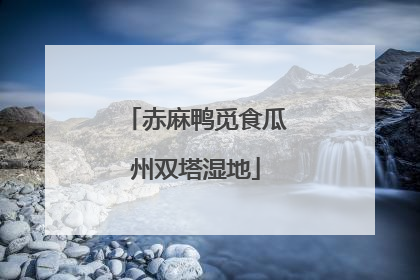 赤麻鸭觅食瓜州双塔湿地