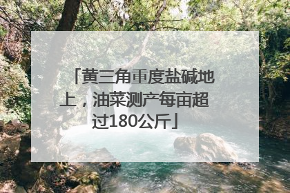 黄三角重度盐碱地上，油菜测产每亩超过180公斤