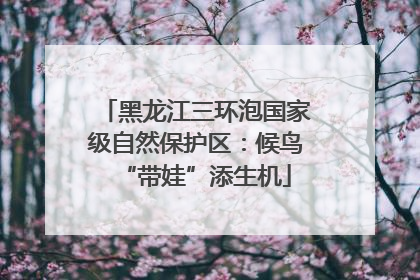 黑龙江三环泡国家级自然保护区：候鸟“带娃”添生机